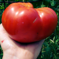 Tomato Seeds Mortgage Lifter (Heirloom)