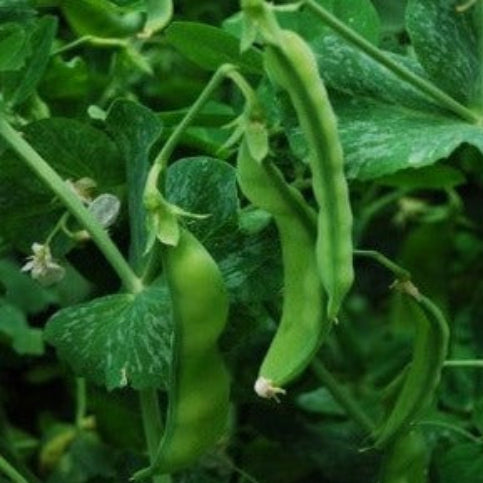 Pea Seeds Oregon Sugar Pod II