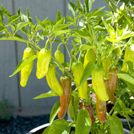 Pepper Seeds Greek Golden Pepperoncini  (Heirloom)