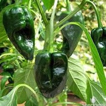 Pepper Seeds Poblano (Heirloom)