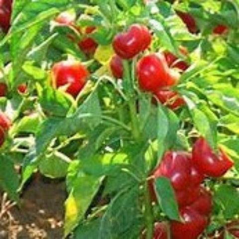 Pepper Seeds Red Cherry Hots