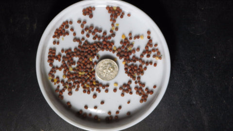 rose sprouting seeds Radish Seeds
