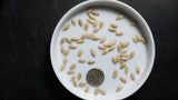 Cucumber Seeds - National Pickling (Heirloom)