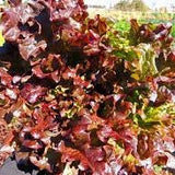 Lettuce Seeds Salad Bowl Red (Heirloom)