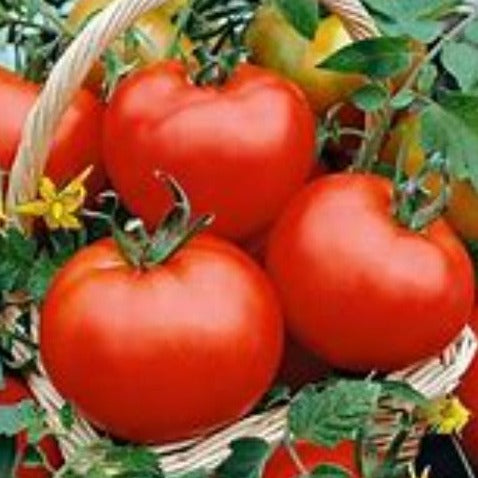 5 Great Disease Resistant Tomatoes